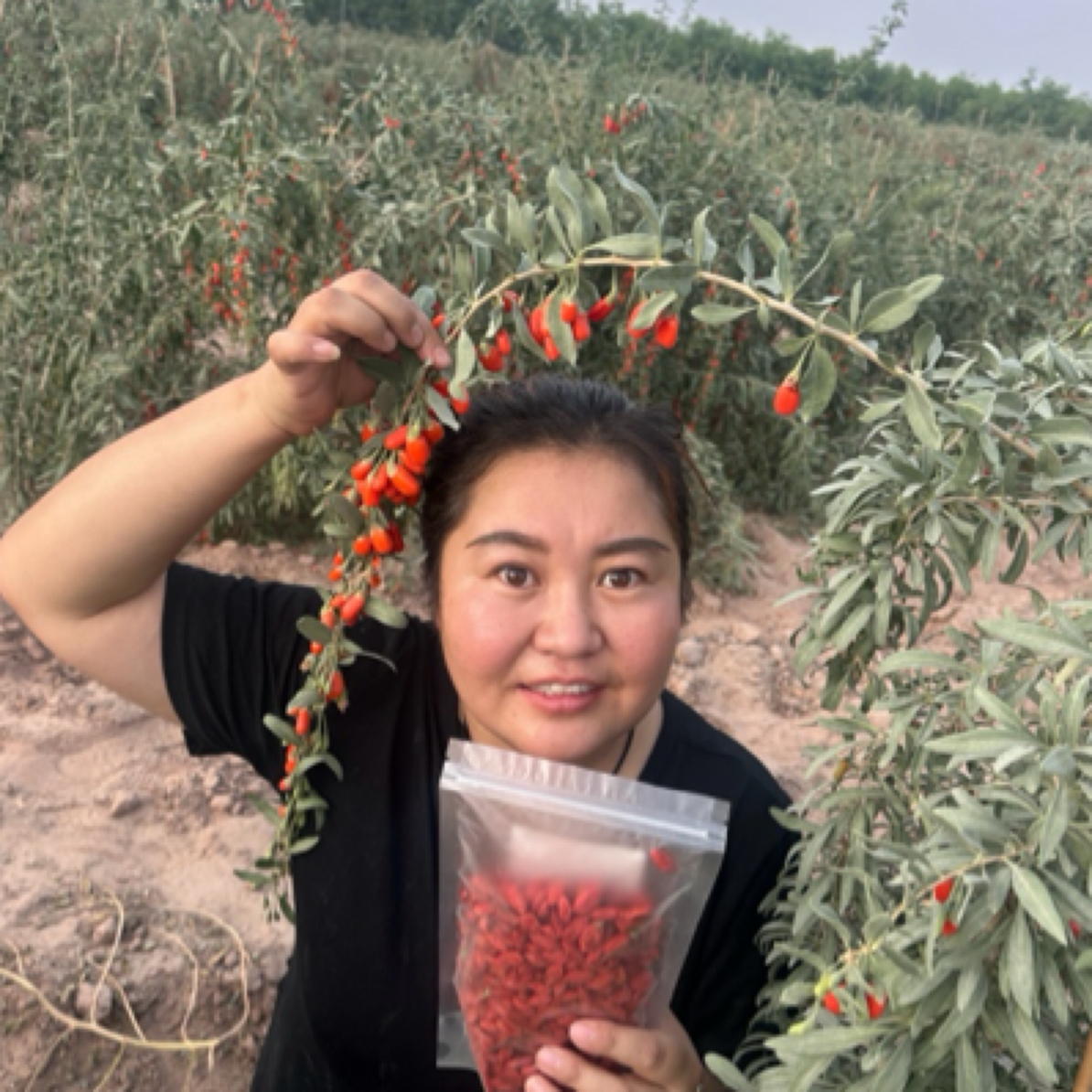 25年新疆头茬红枸杞自然晾晒未硫熏中大果混装枸杞子