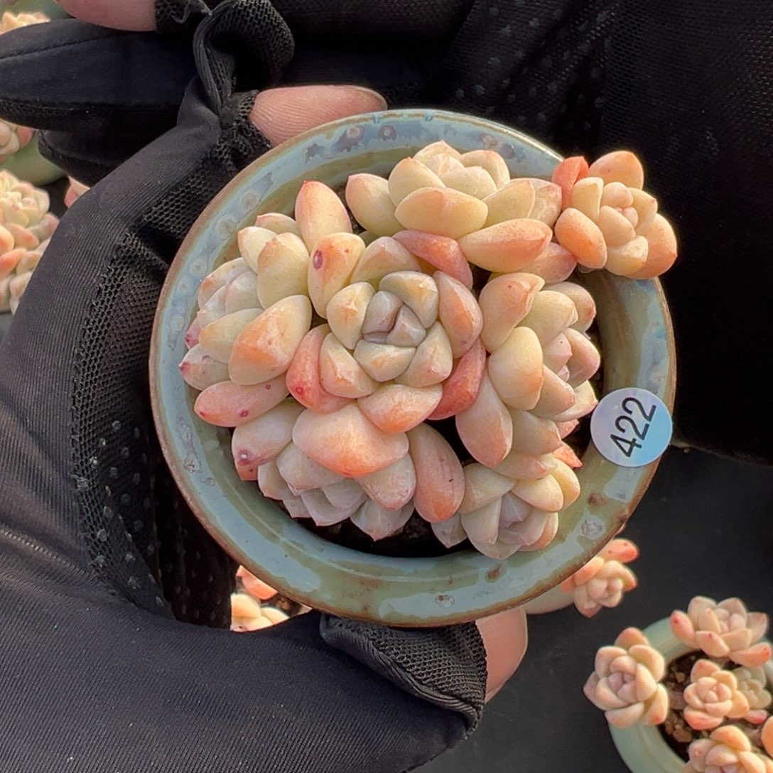 蓝***1七头冰玉带盆可能掉出来0000000000