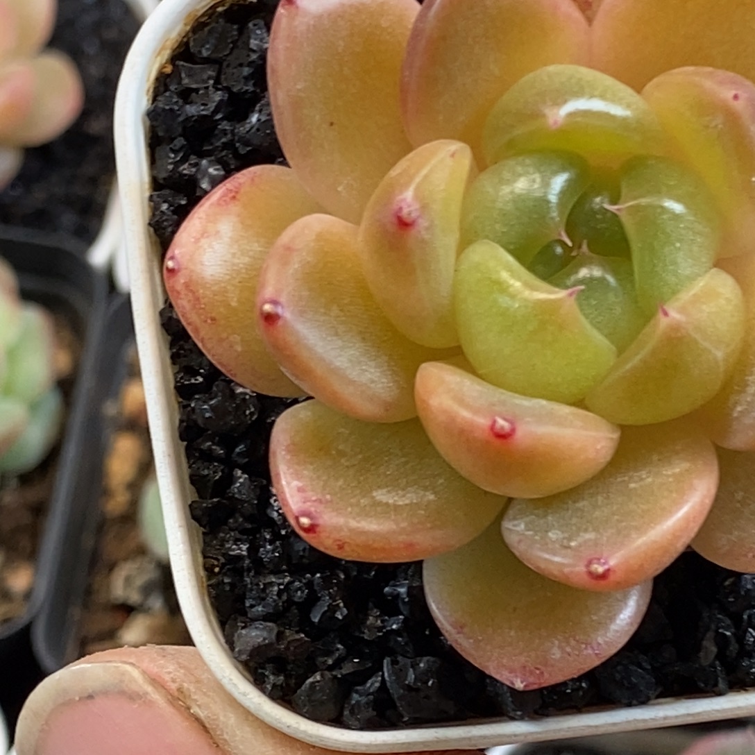 天官赐福百无禁忌