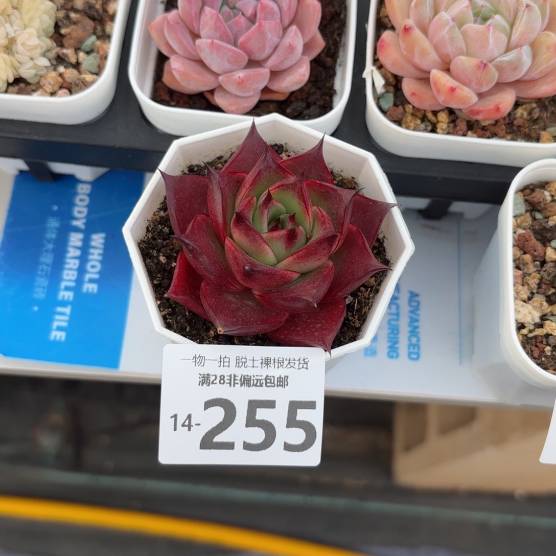 斗牛士多肉多肉多肉