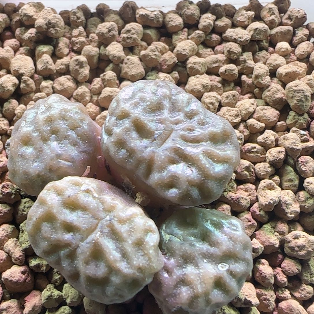 超级烧卖。        684