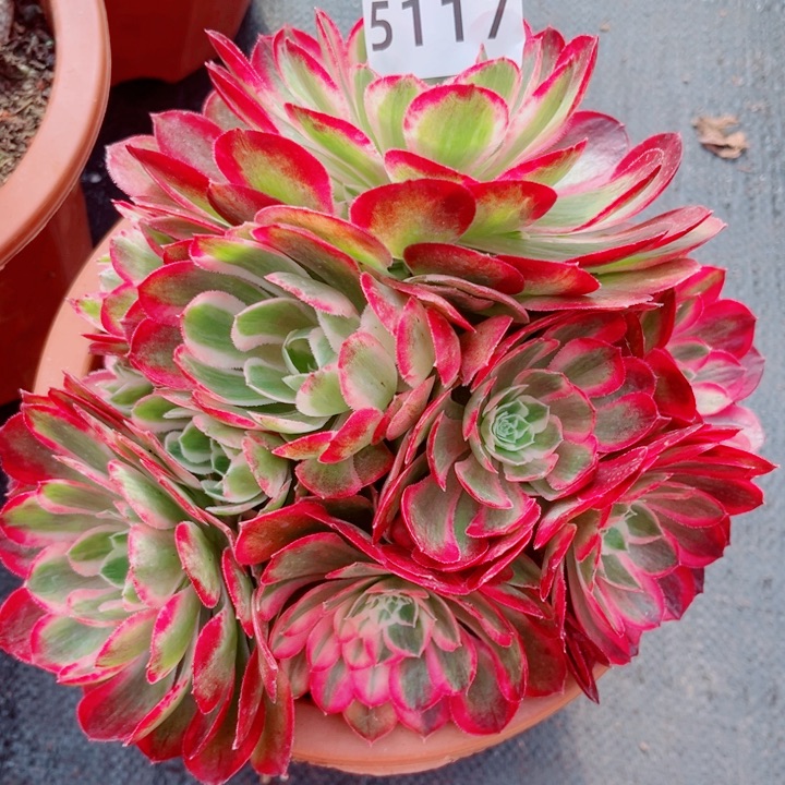 新品孔雀翎22厘米多肉