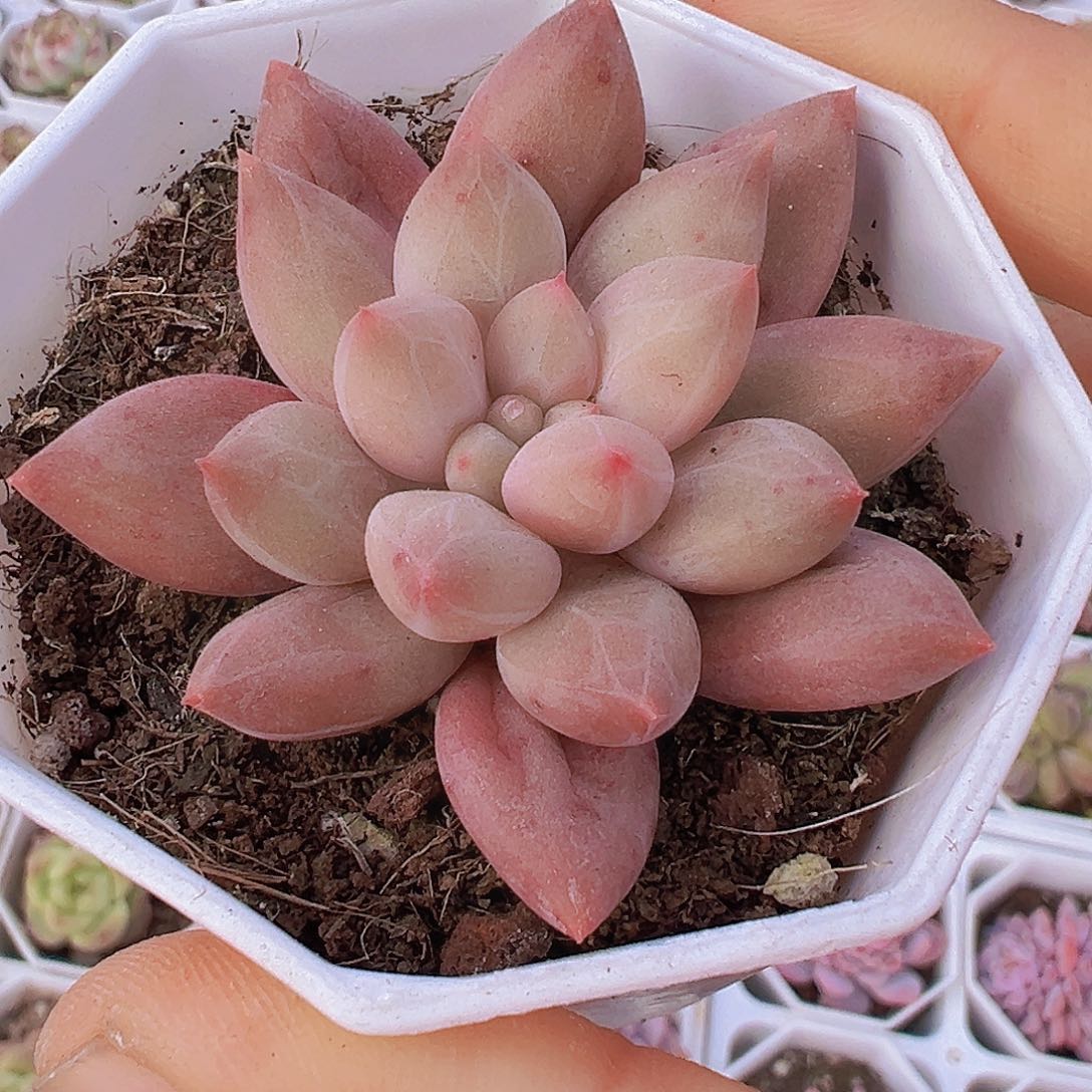 水晶球19包邮多肉