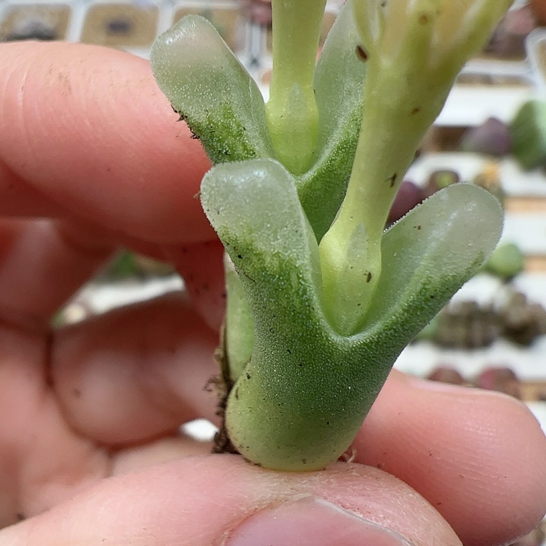 【闪购商品】321 冰风铃