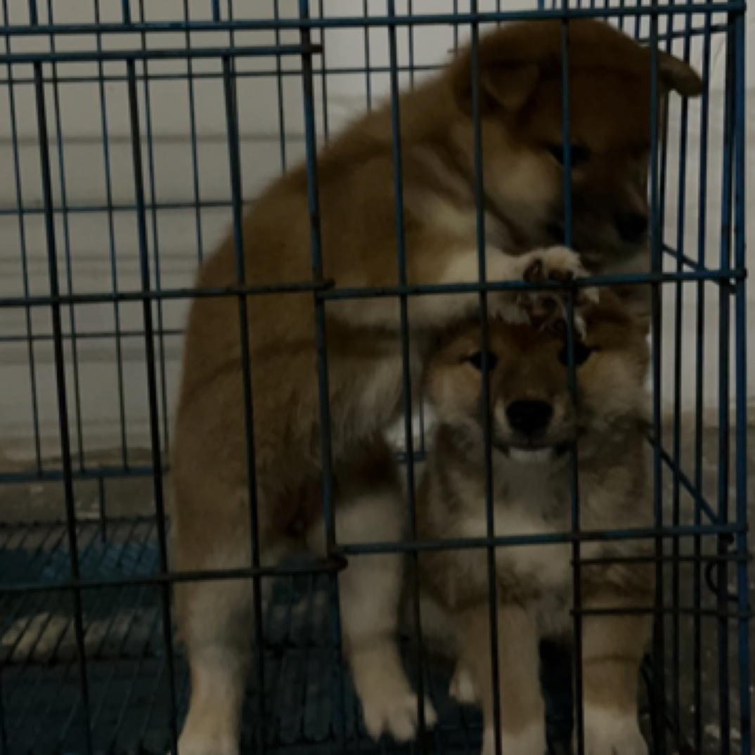 超萌小柴犬妹妹！疫苗打了两针了！犬瘟细小包一个月！