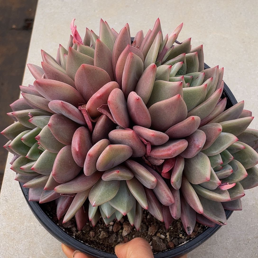 酒红香槟多肉多肉多肉