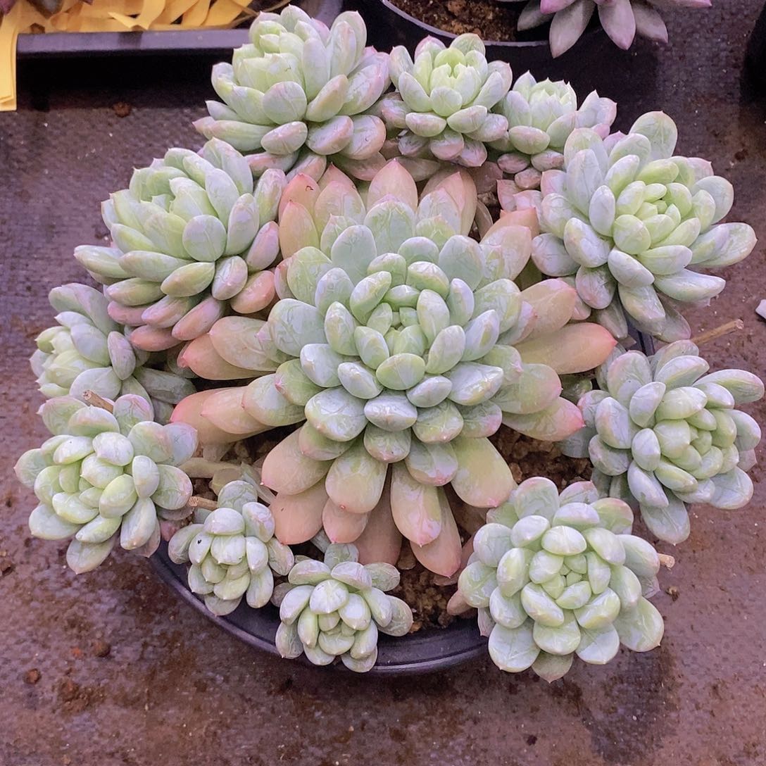 多肉植物多肉植物