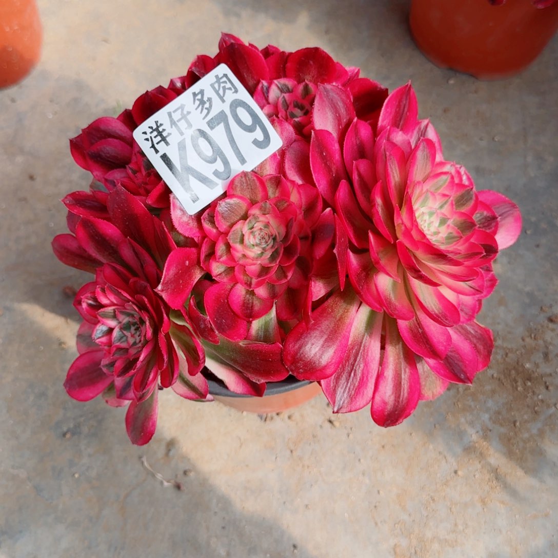 979倾城法师园艺官服18左右2号