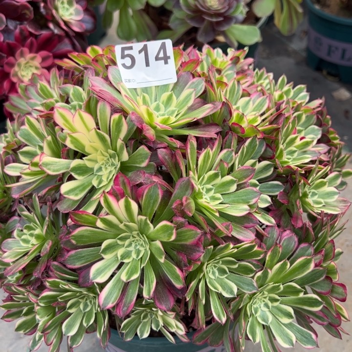 514天合30厘米左右