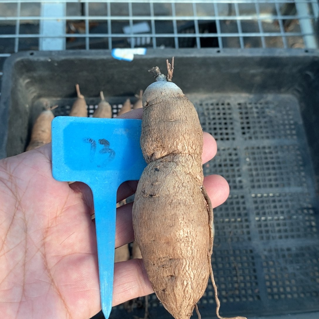 布鲁牵牛多肉植物