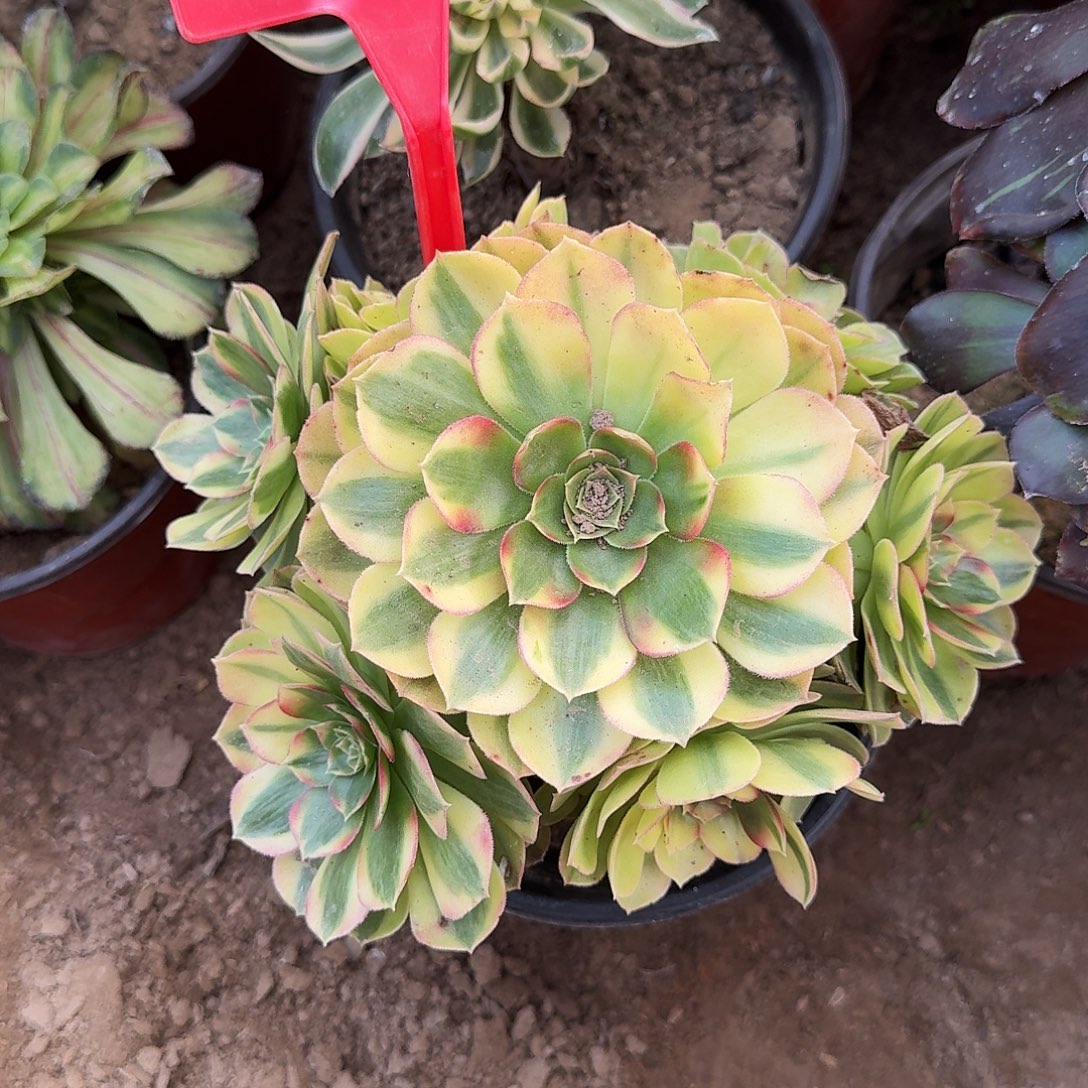 4572雨荷多肉法师