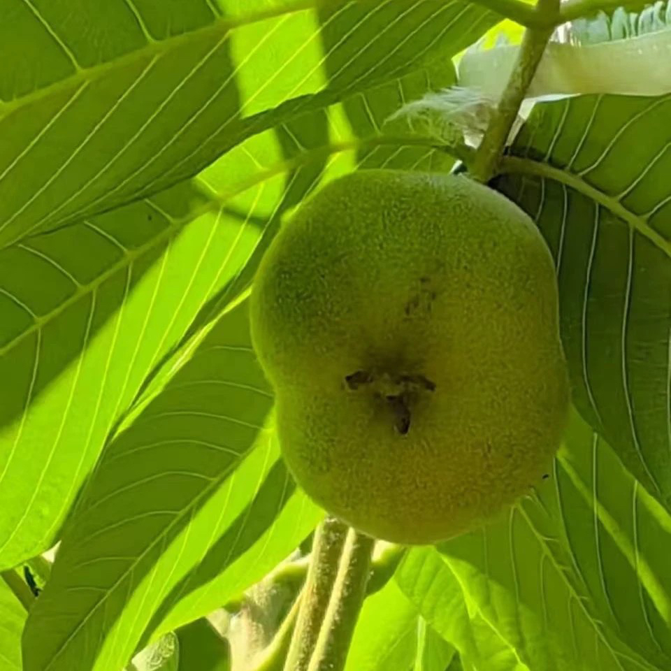 青皮（现拍现开，不退不换）能接受再下单