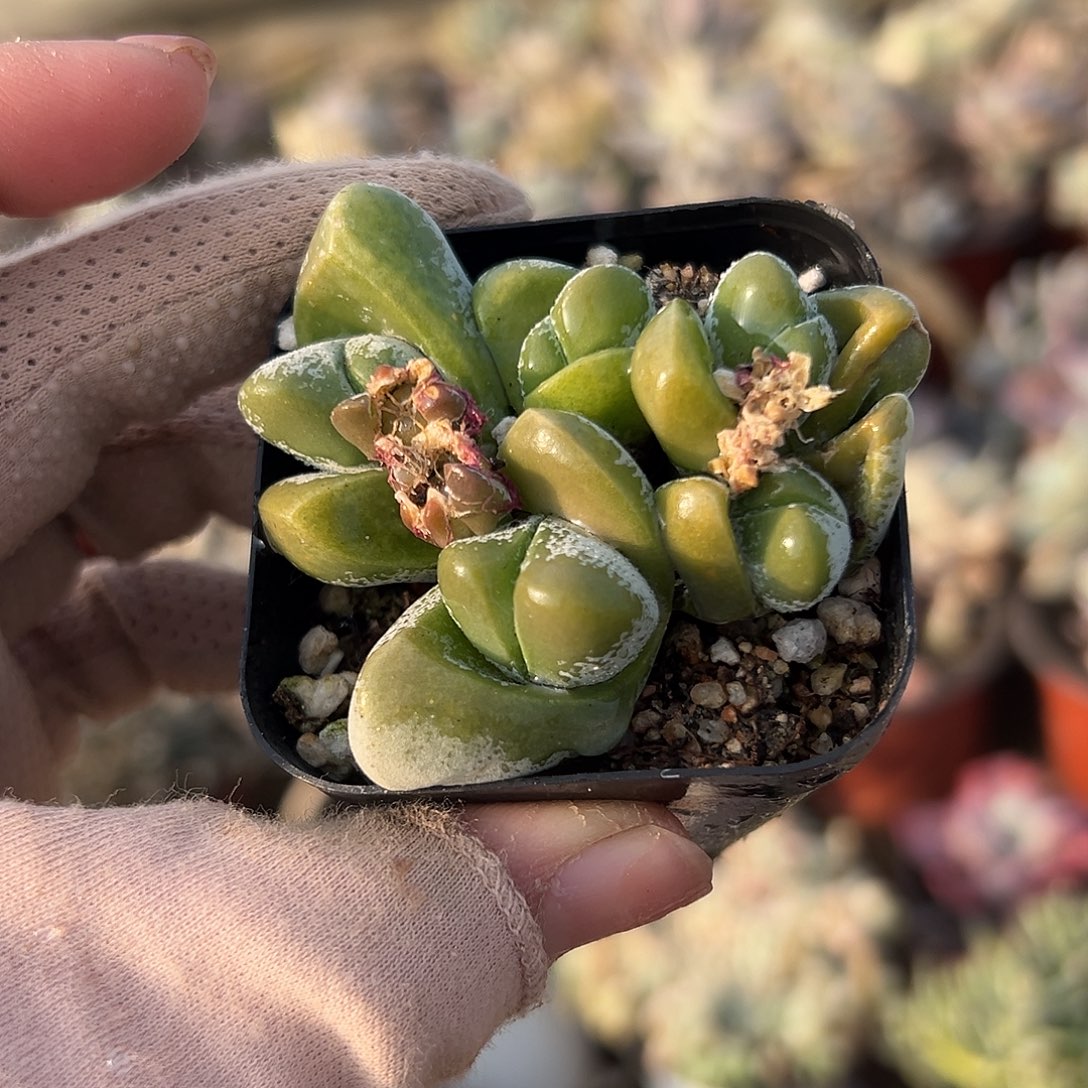 多肉植物无比玉群