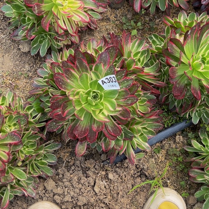 303海王多肉法师不包断枝