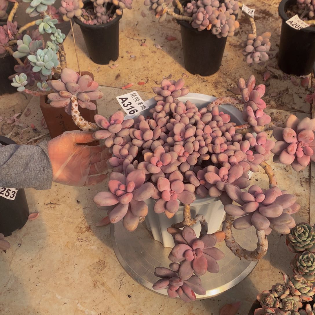 星觉多肉       A316