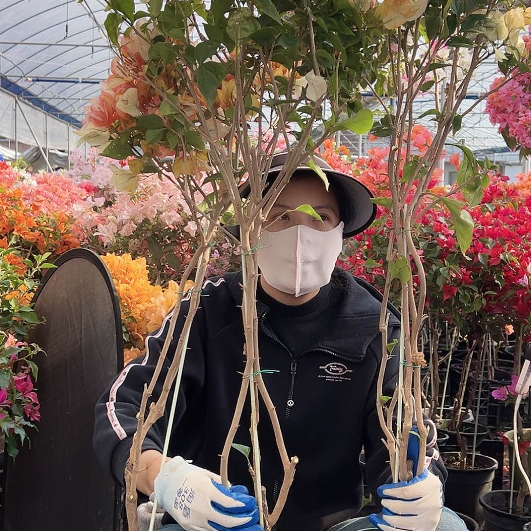 大部分花苞少量开放浅彩虹带竹一棵