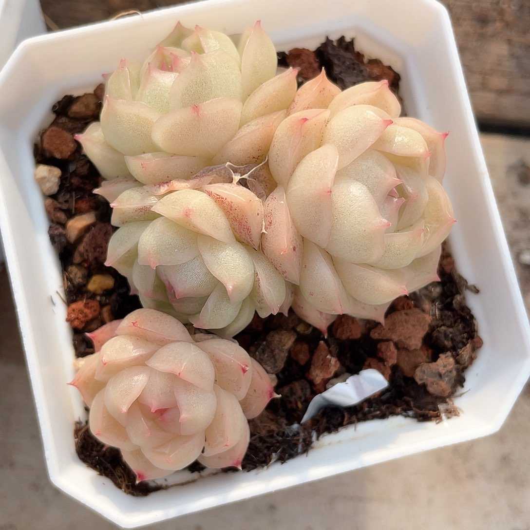 优选麦秆福利465