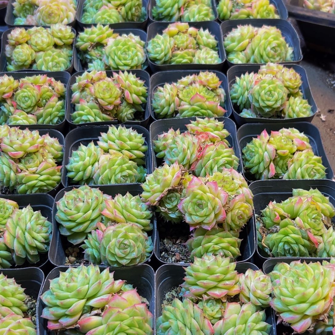 076超纯纯粹粹出北包包