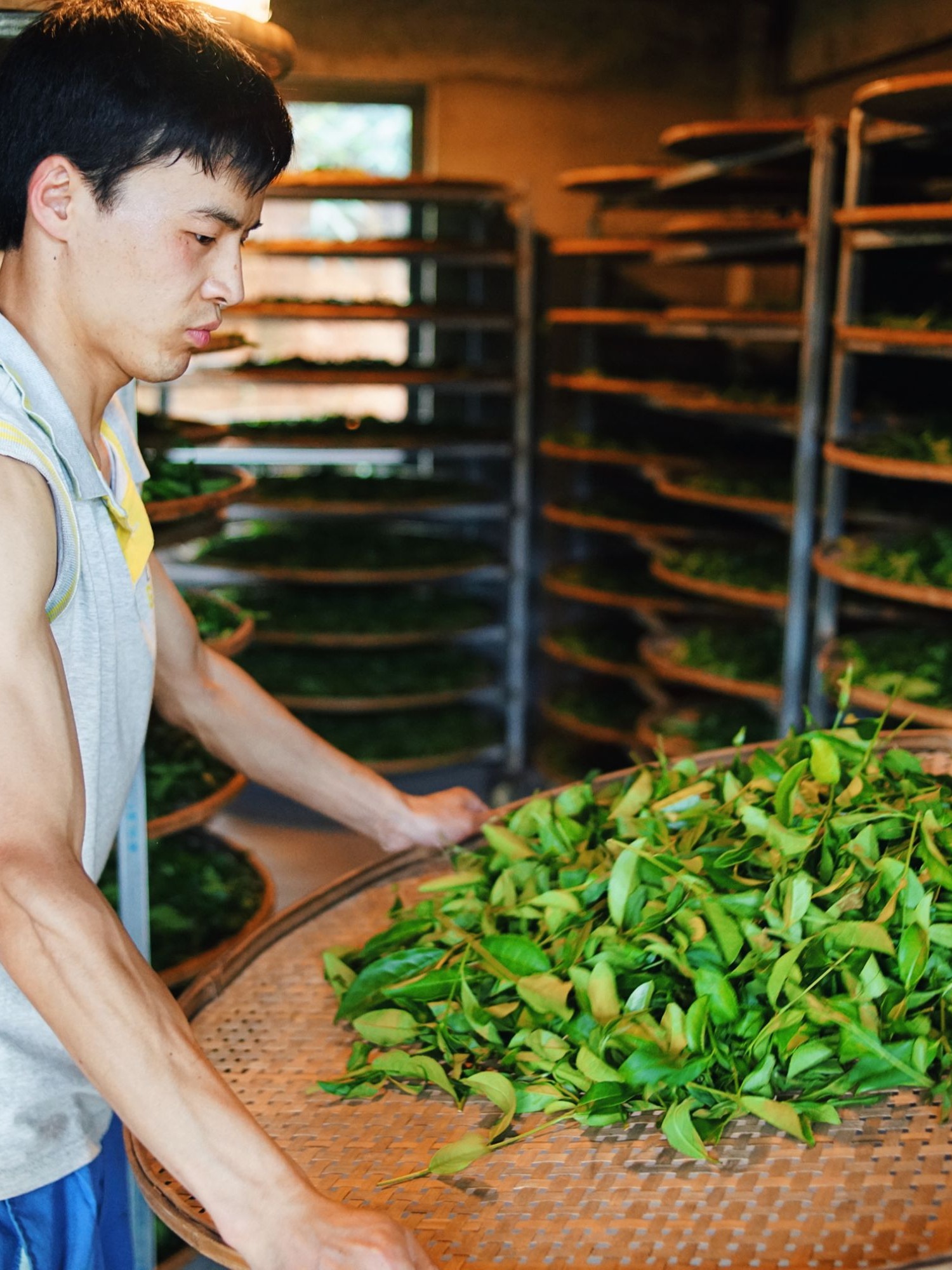 【武夷红茶金骏眉】桐木关小种红茶