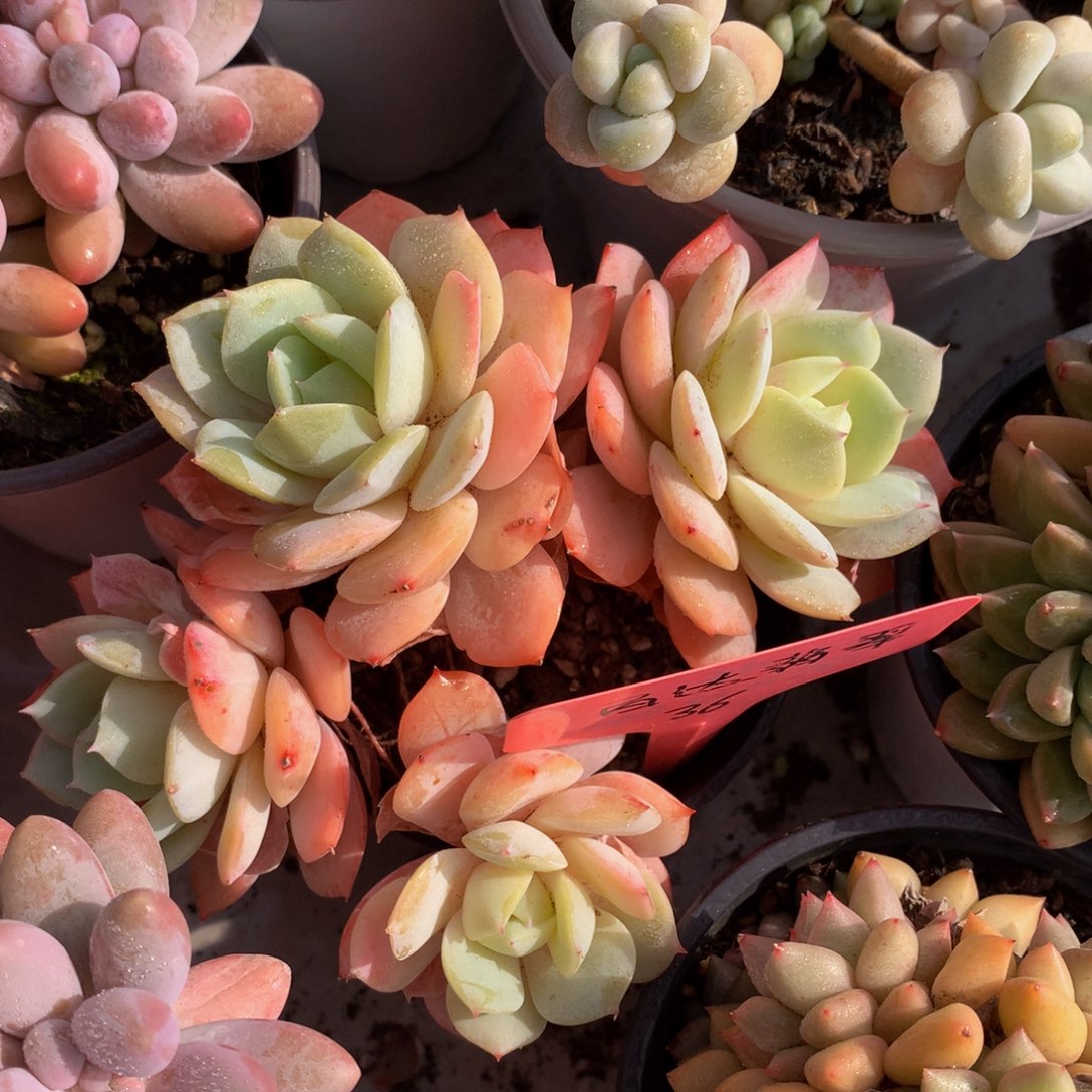 恋曲群7272727272727