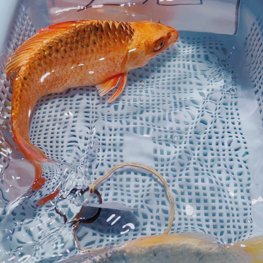 锦鲤179 锦鲤观赏鱼冷水