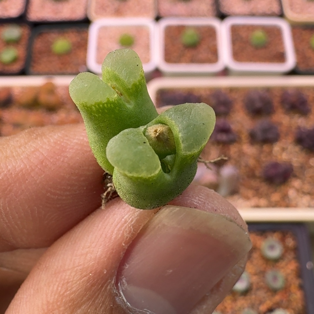 雪***瑰云缦精品番杏12.4 佛肚