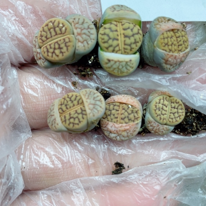 219线招福6颗l l l l