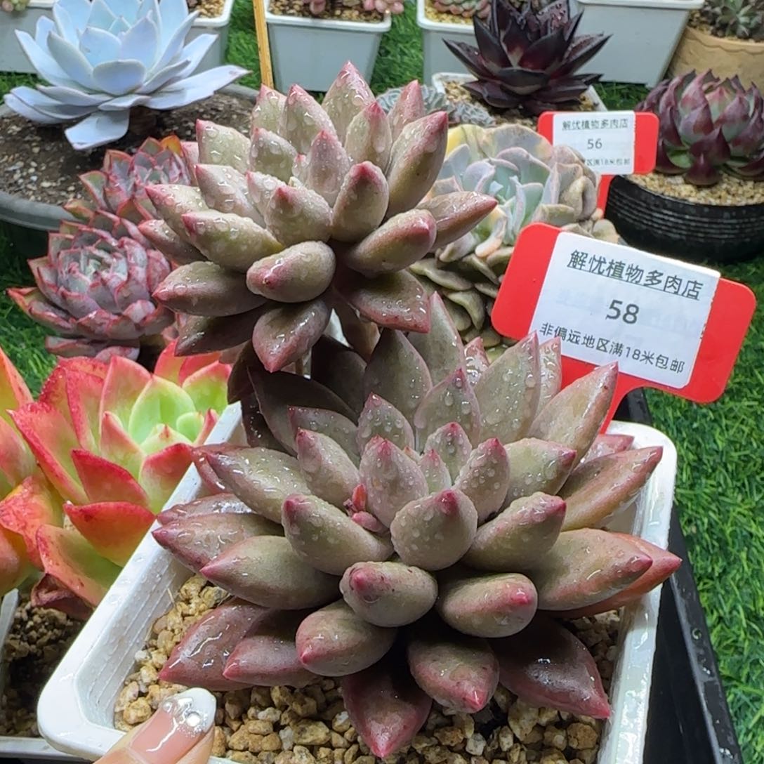 解忧植物多肉编号58