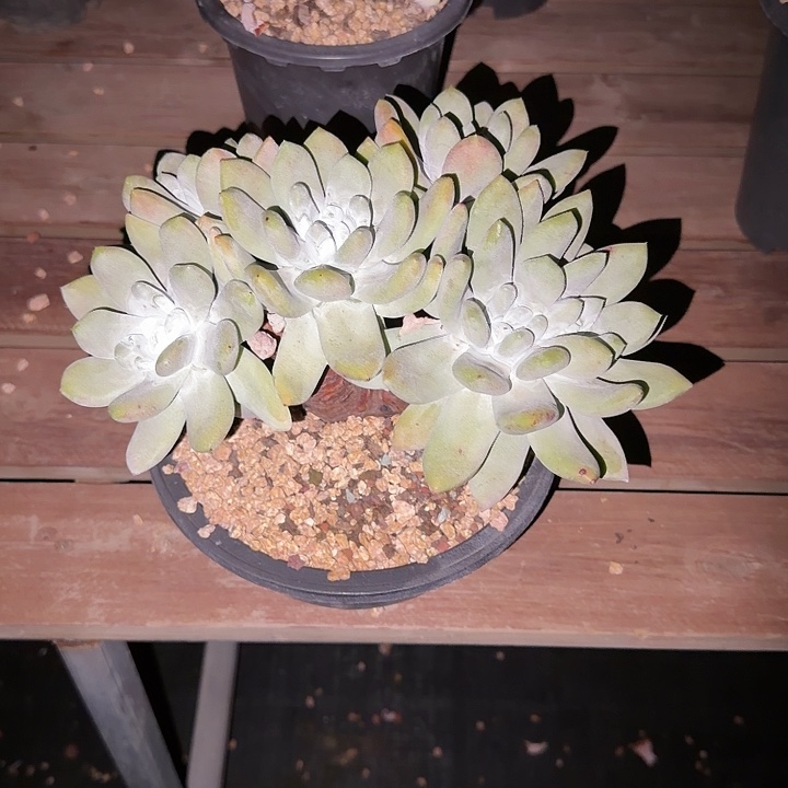 ****菜拇指仙女杯多肉植物