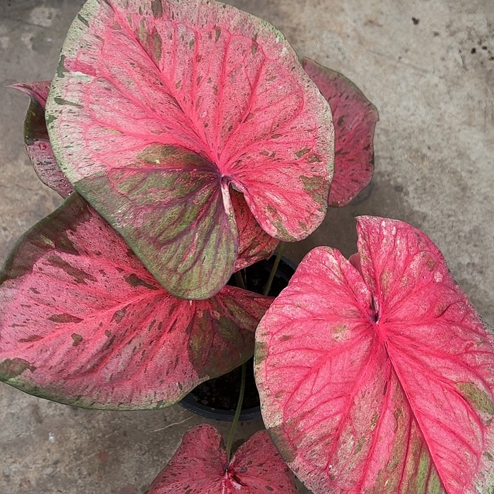 51-1230粉毒福利广东现货