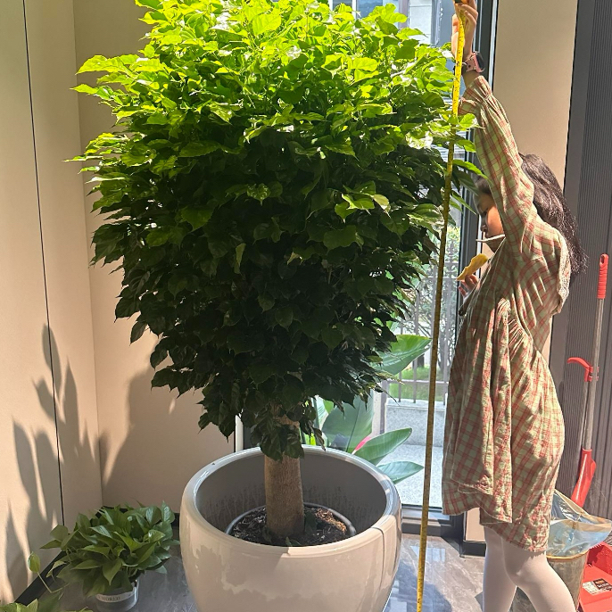 直播绿植，一物一拍。