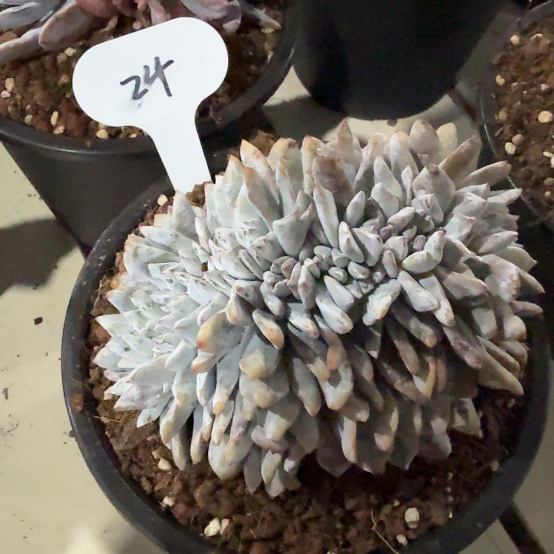 嫦娥缀24号脱土发货