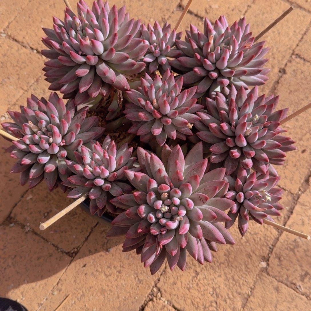 余***好2806美人多肉植物