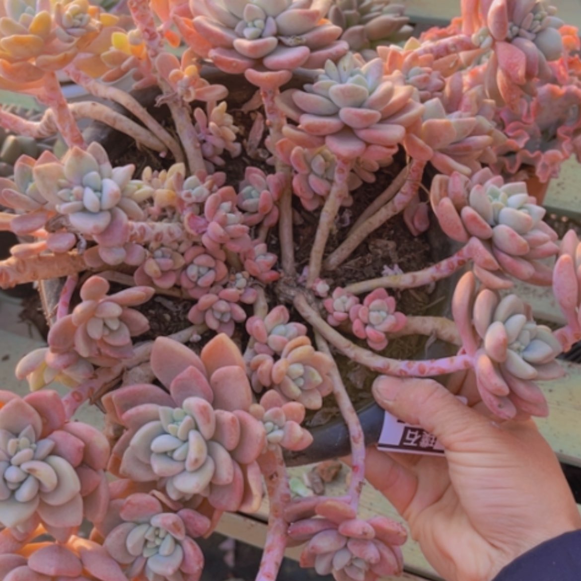 【闪购商品】克洛伊25265