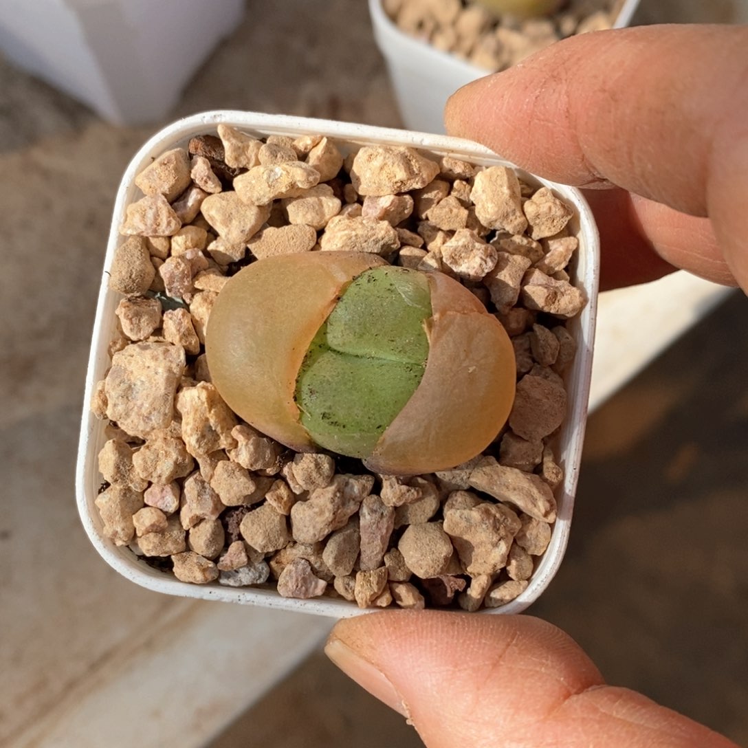 精品多肉一物一拍不包整60