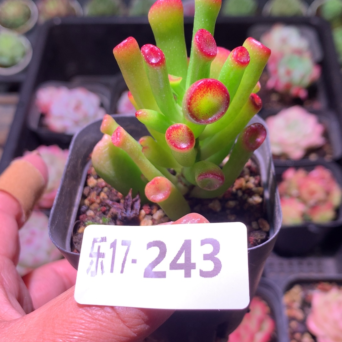 乐然17-243 吸财树 