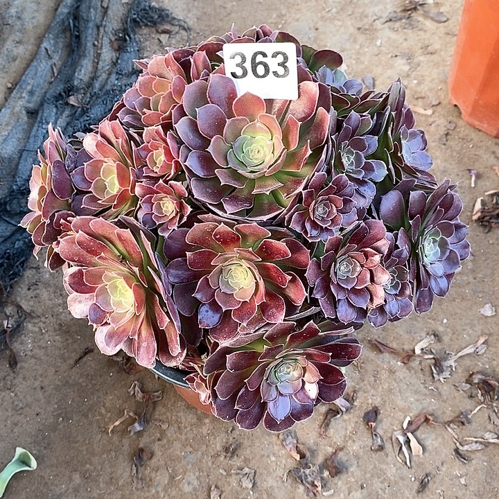 法师植物一物一拍甜心玫瑰