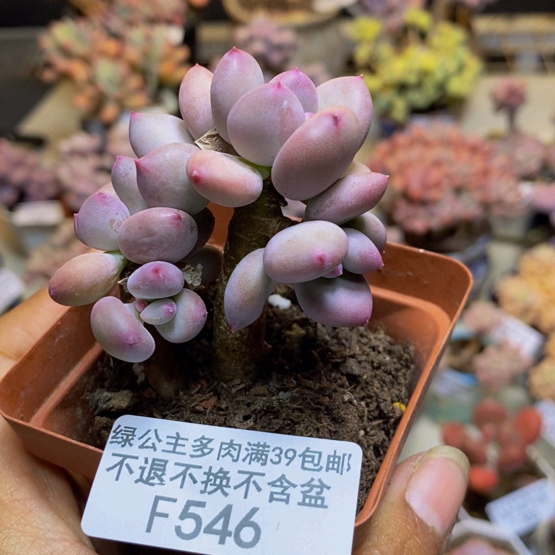 546苹果奶四代多肉5cm