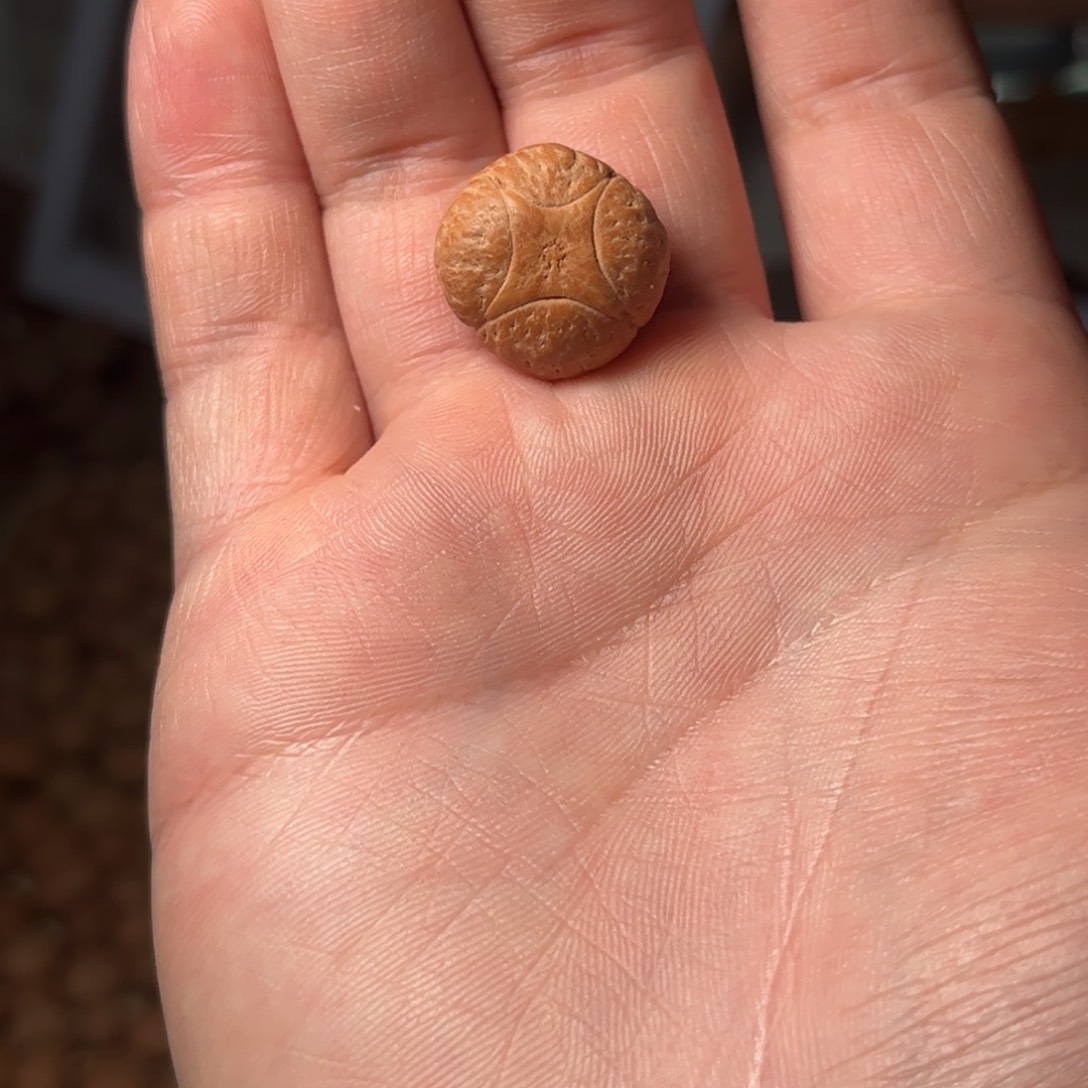 桃核吊坠19.5mm麒麟眼，开孔不退，偏远不包