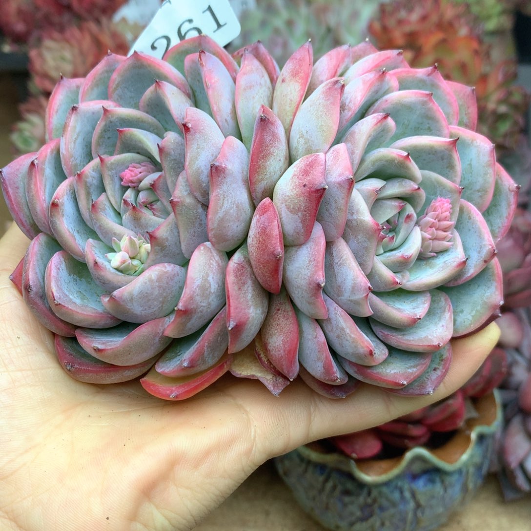 22261杂交多肉植物