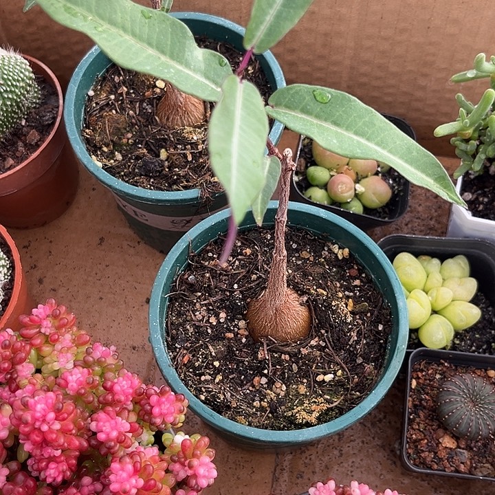 我也不知道我为什么要这样