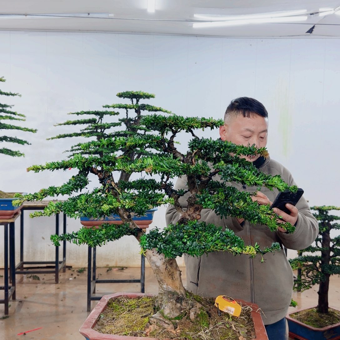 无花朵盆景园林……