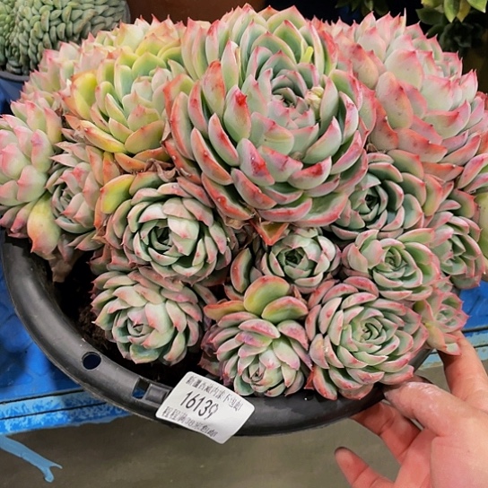 夜*侧影16139多肉