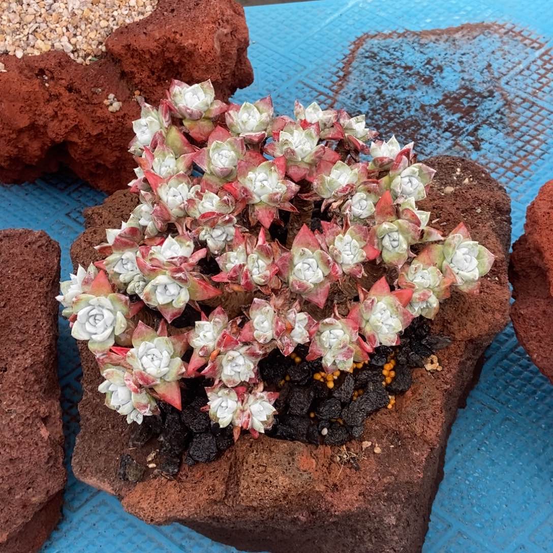 韩版苹果叶多肉植物