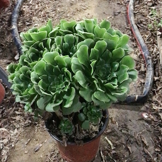 蓝***色绿玫瑰法师00000002