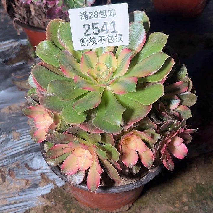 2541香妃多肉植物