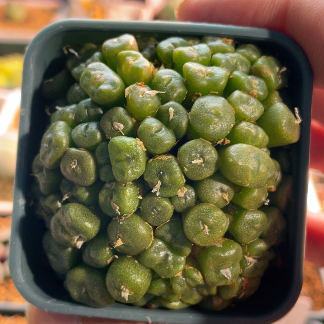 福利方糖大群植物一物一拍