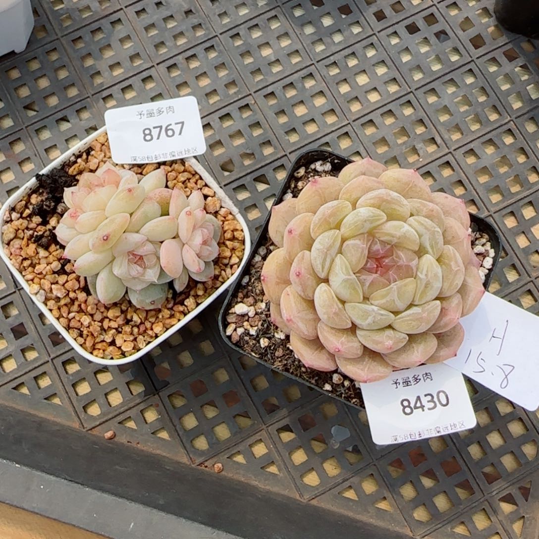 A****?8767，8430两颗多肉植物