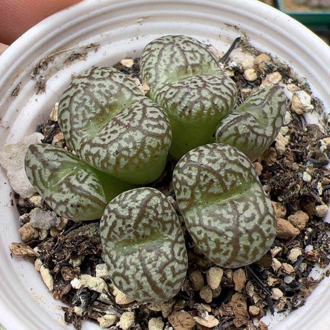 【闪购商品】123 墨x康菩提