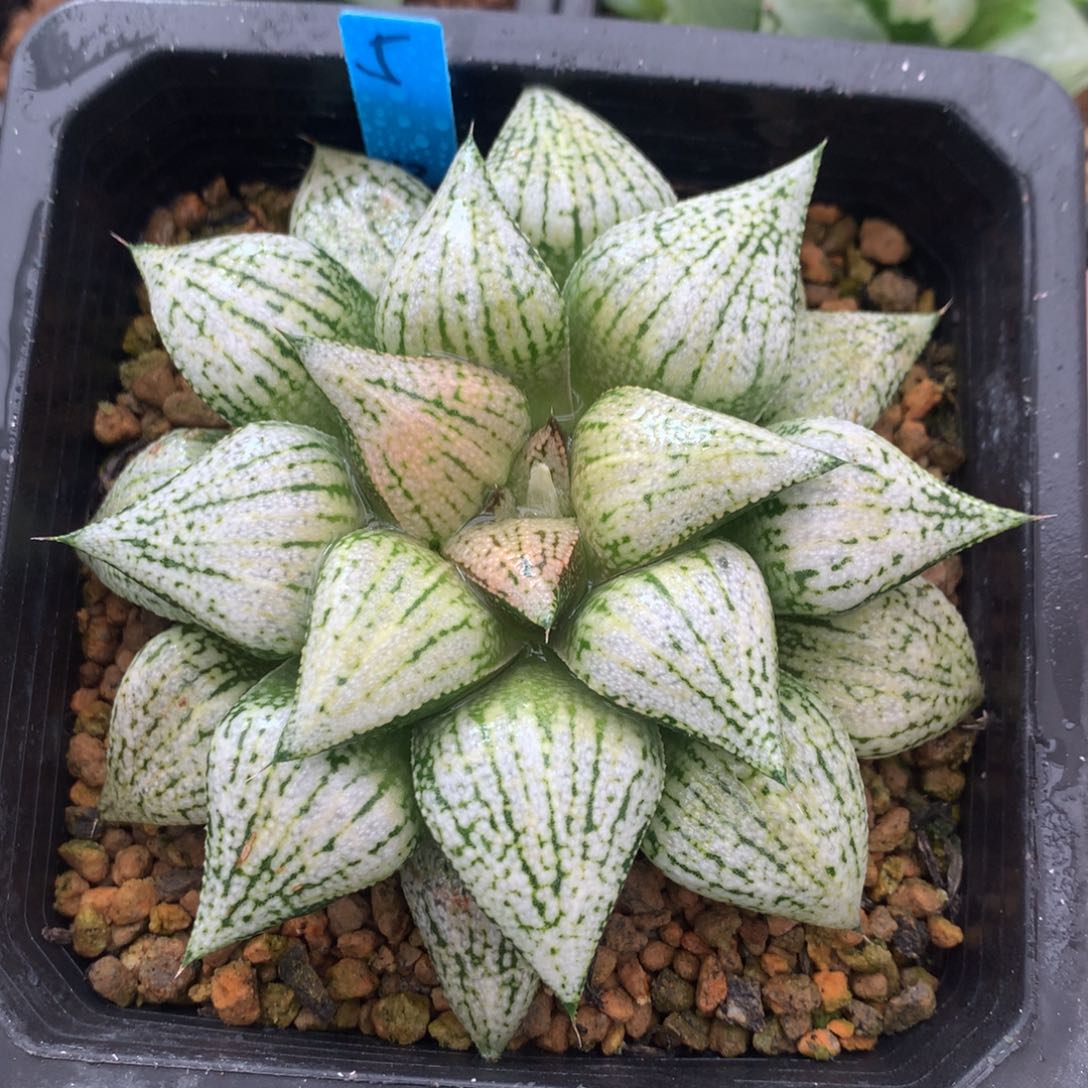 5号实生白银一物一拍